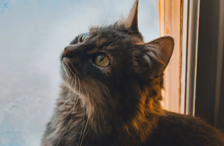 Обои питомец: кошка, питомец, любопытство, окно