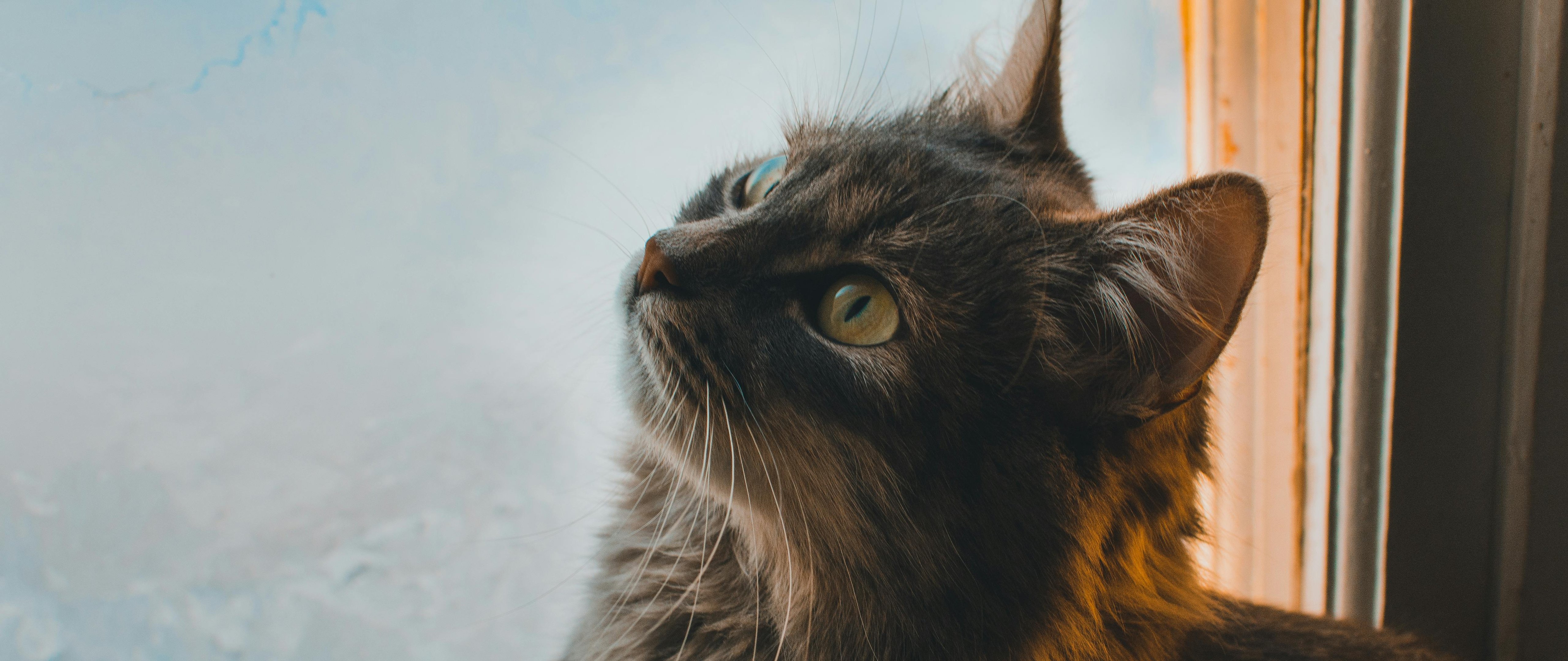 Grey cat at the window - 5K2K UltraWide 21:9 wallpapers in 5120x2160 resolution