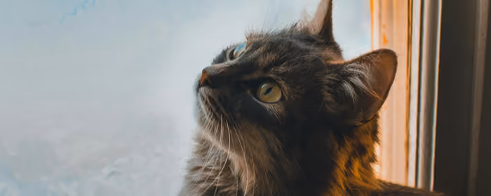 Animals wallpapers: cat, pet, curiosity, window