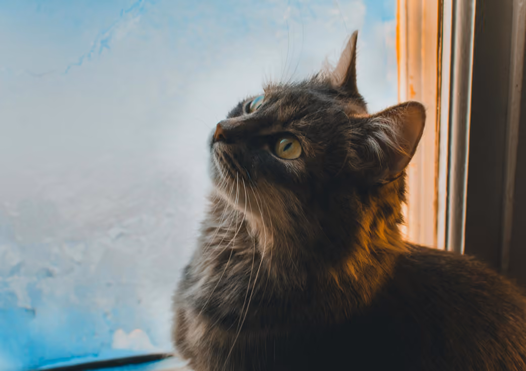 Grey cat at the window - HDV 720p wallpapers in 1280x720 resolution