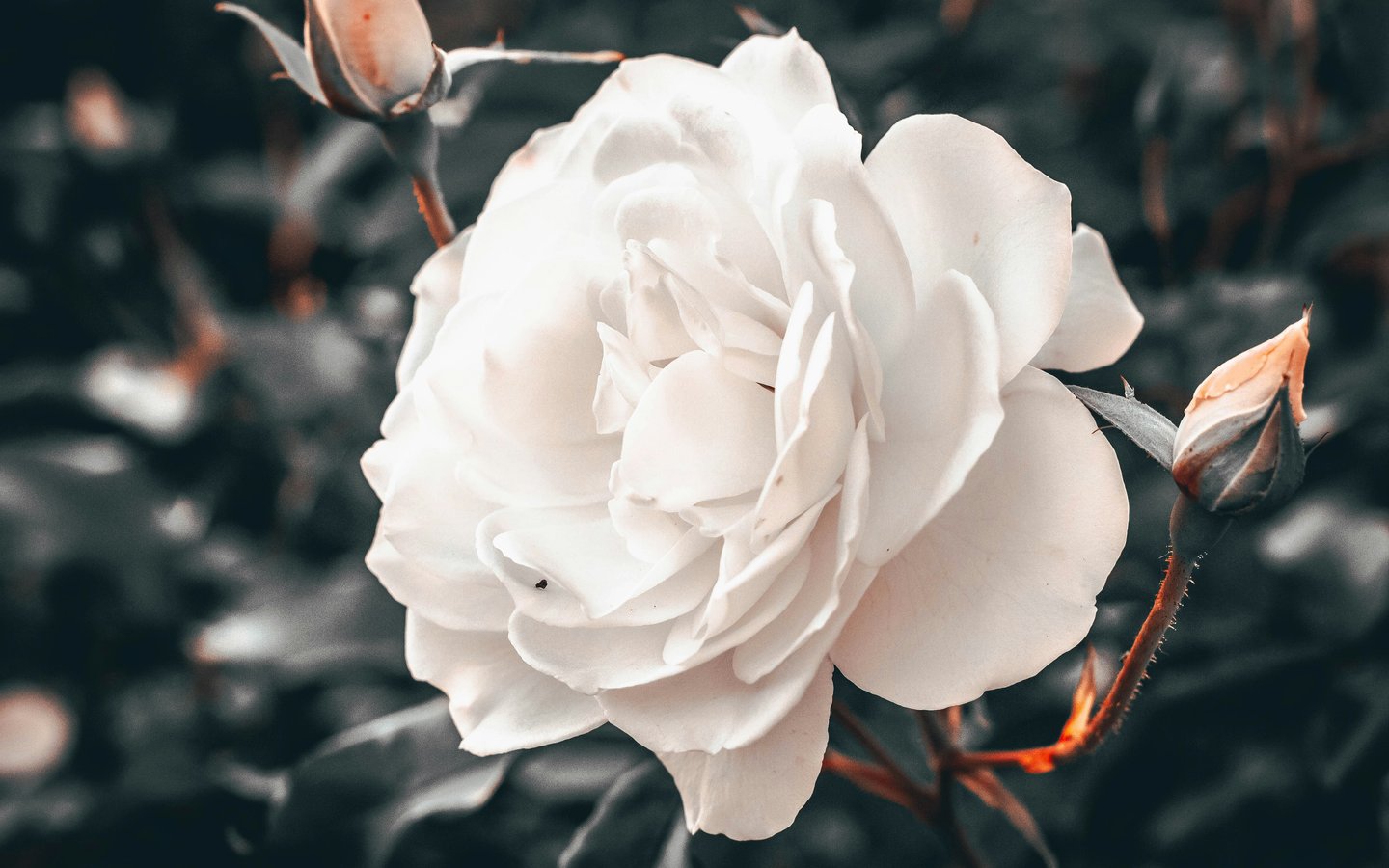 White rose - WSXGA wallpapers in 1440x900 resolution