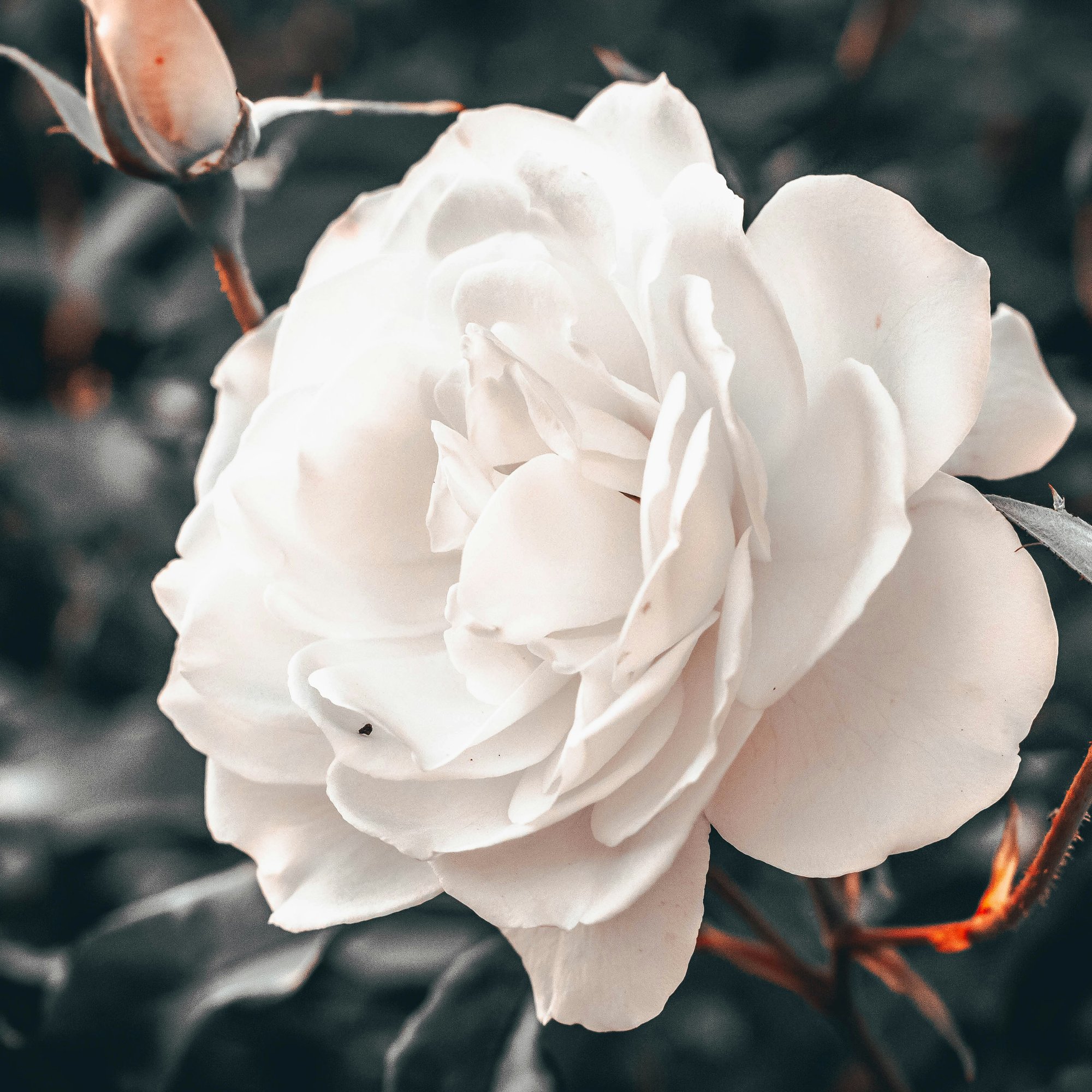 White rose - Wallpapers for Samsung/Xiaomi in 2000x2000 resolution