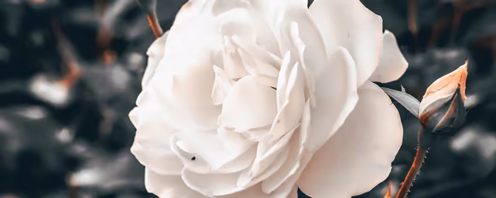 5K2K UltraWide 21:9 wallpapers (5120x2160): roses, flowers, petals, leaves