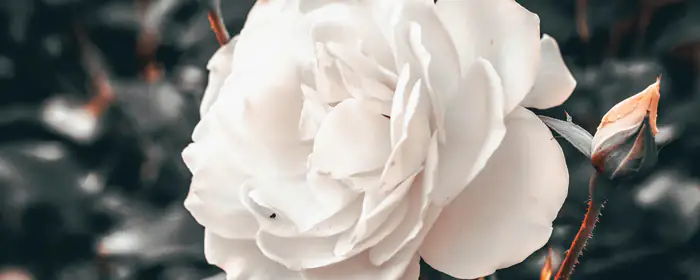 Nature wallpapers: roses, flowers, petals, leaves