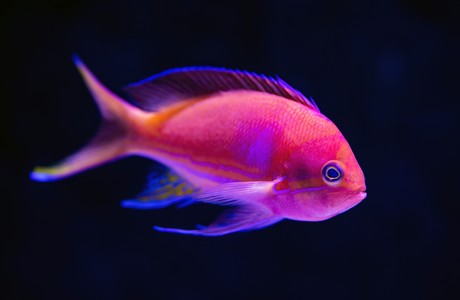 Beautiful pink fish swimming in dark waters