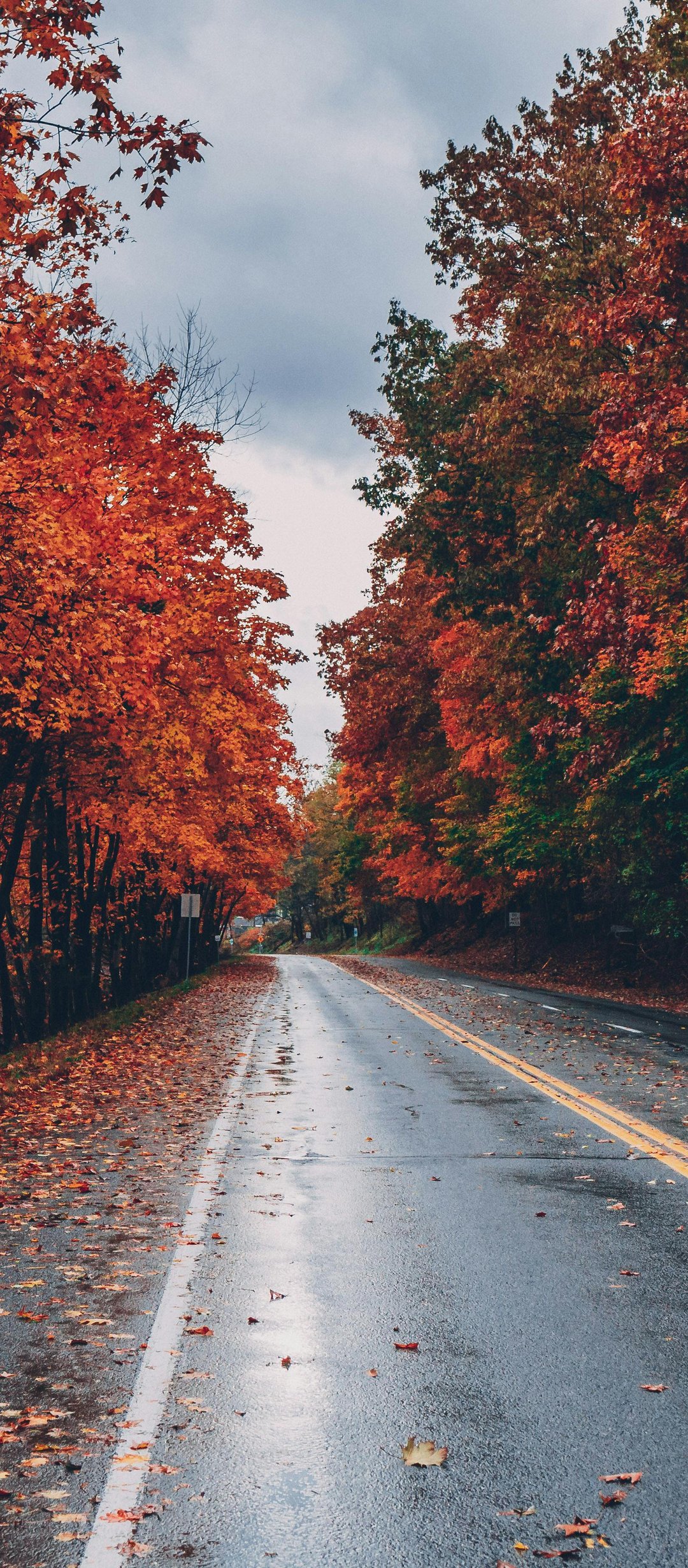 Empty road with autumn leaves - Wallpapers for TECNO/Infinix in 1080x2460 resolution