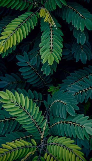 Nature wallpapers: phyllanthus, leaves, tropics, branch