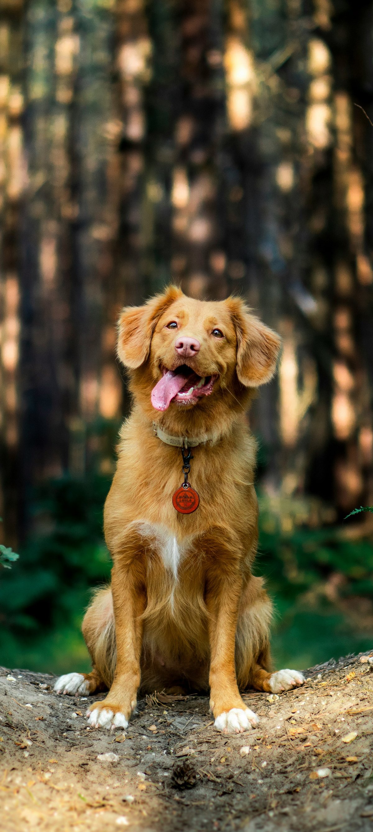 Golden retriever sitting in forest - Wallpapers for Xiaomi 15 in 1200x2670 resolution