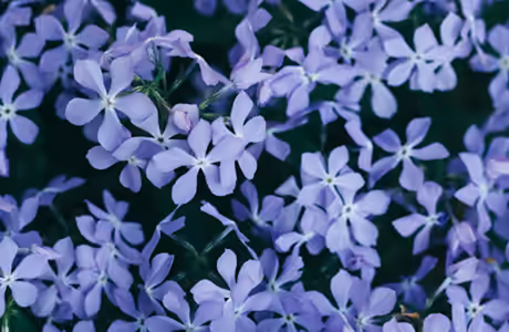 Nature wallpapers: phlox, flowers, petals, leaves