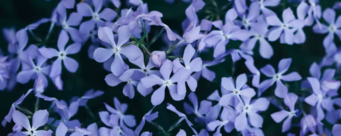 UltraWide 32:9 wallpapers (3840x1080): phlox, flowers, petals, leaves