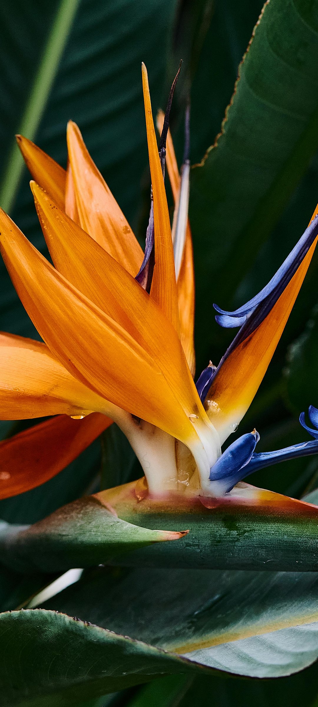 Strelitzia with orange petals - Wallpapers for Samsung Galaxy M55, POCO M4/X4/X5, Xiaomi Redmi 12/13/Note 13/Note 14/Note 14S in 1080x2400 resolution