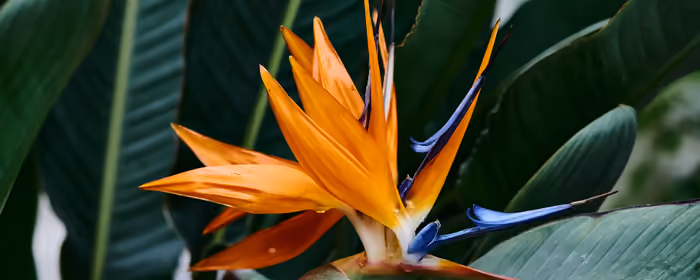 Nature wallpapers: strelitzia, flowers, exotics, leaves