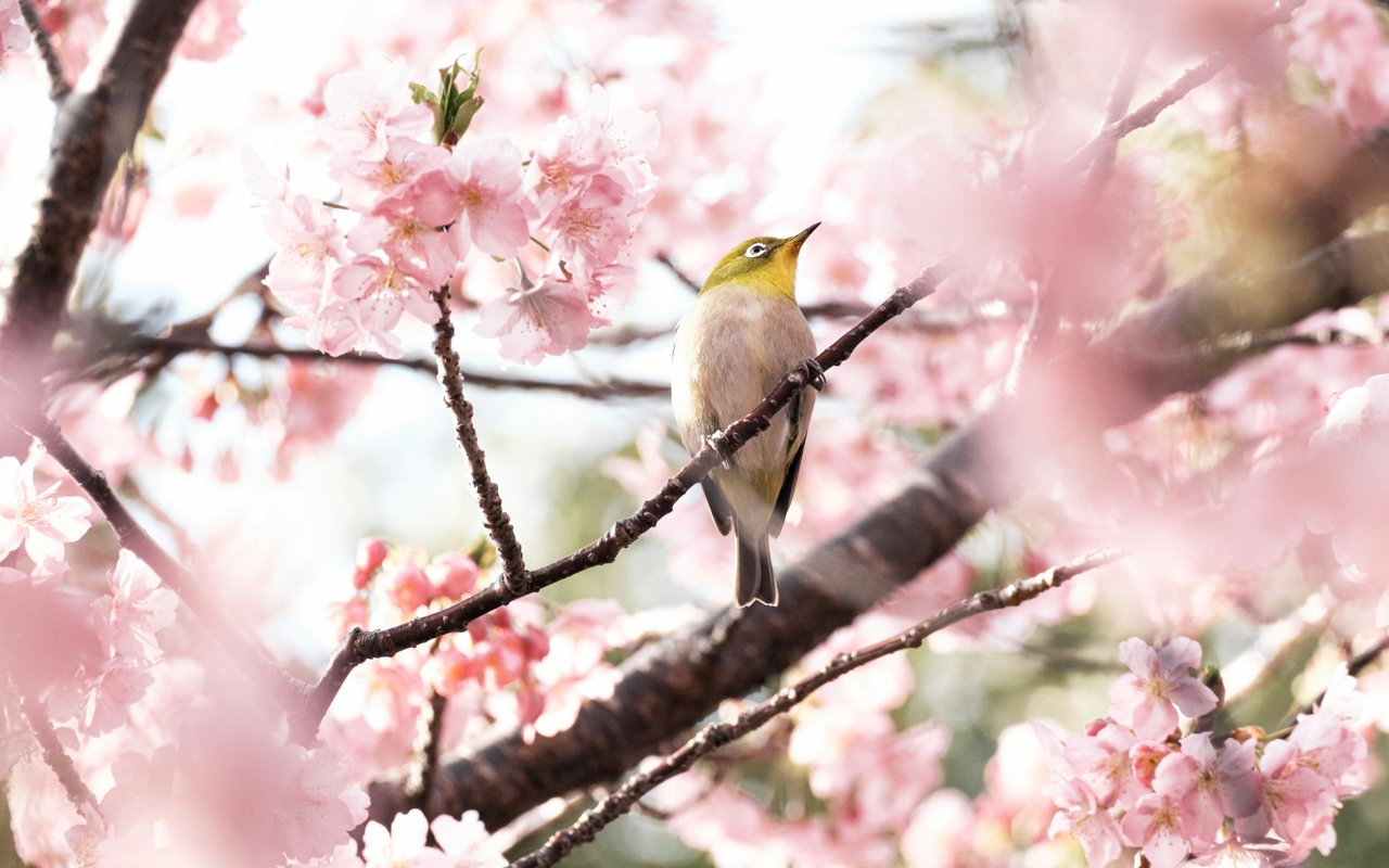 Canary perched among pink blossoms - WXGA_1280 wallpapers in 1280x800 resolution
