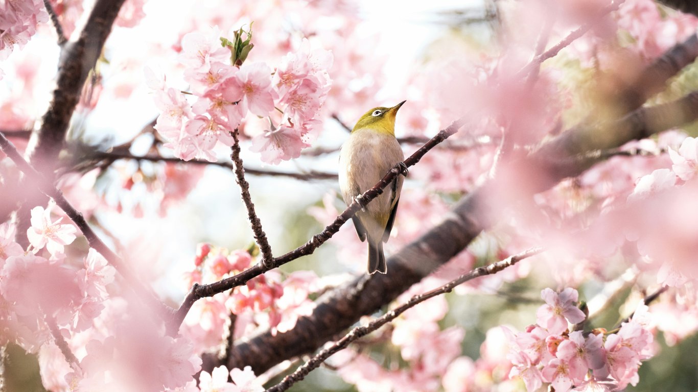 Canary perched among pink blossoms - Laptop Wallpapers in 1366x768 resolution