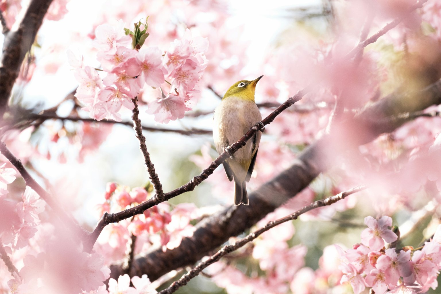 Canary perched among pink blossoms - Microsoft Surface 12.4″ wallpapers in 1536x1024 resolution