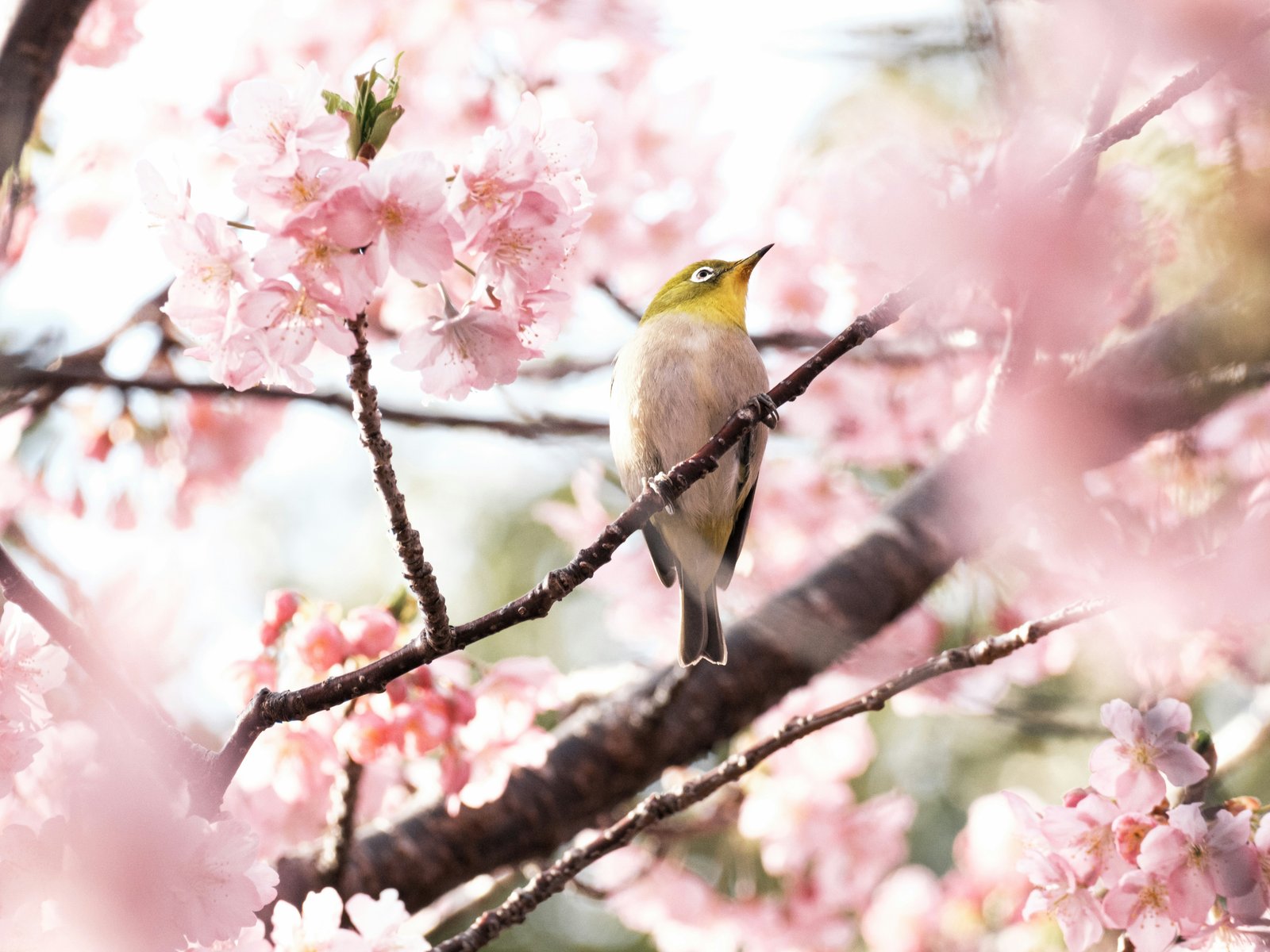 Canary perched among pink blossoms - UXGA wallpapers in 1600x1200 resolution