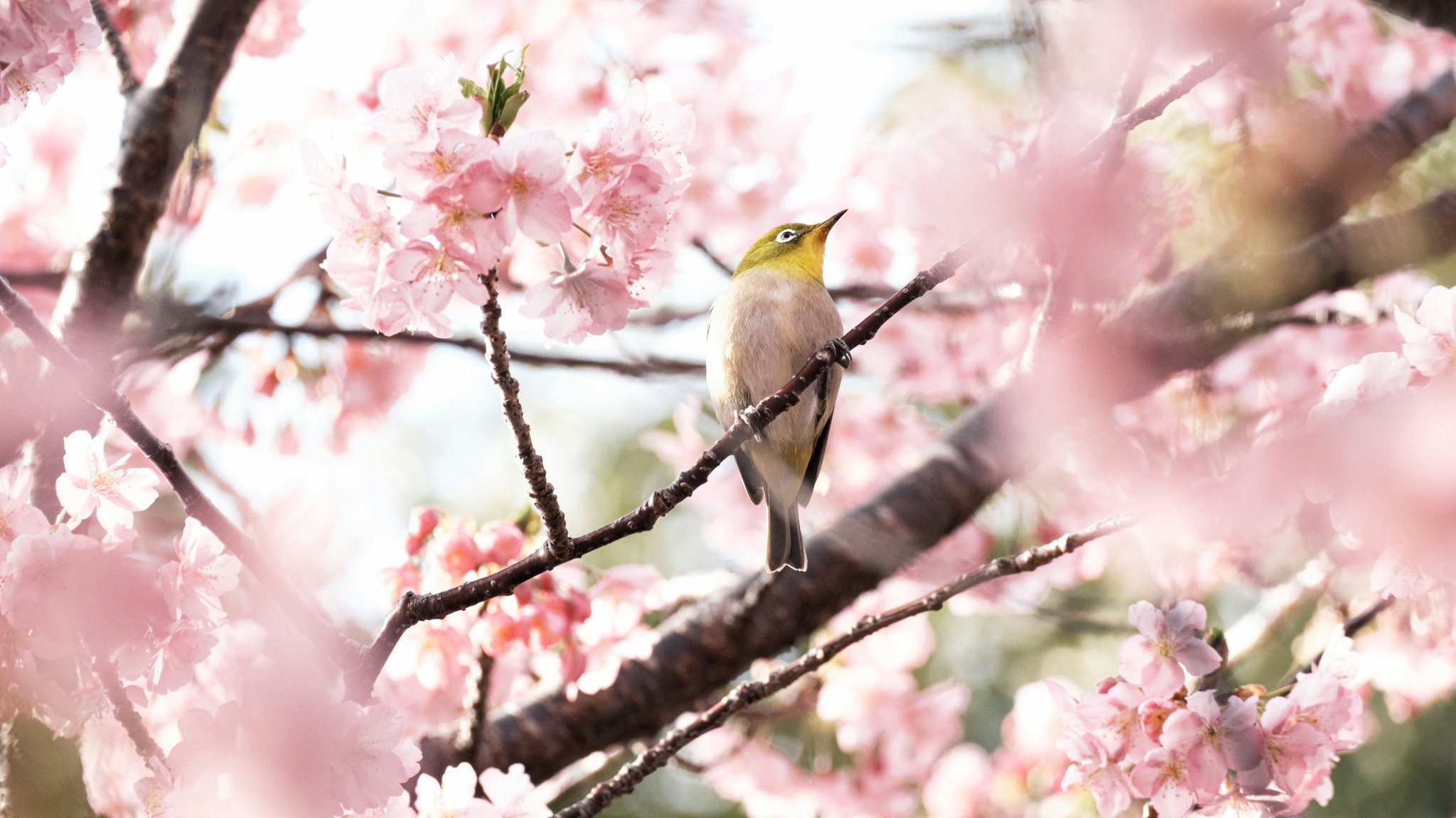 Canary perched among pink blossoms - QWXGA wallpapers in 2048x1152 resolution
