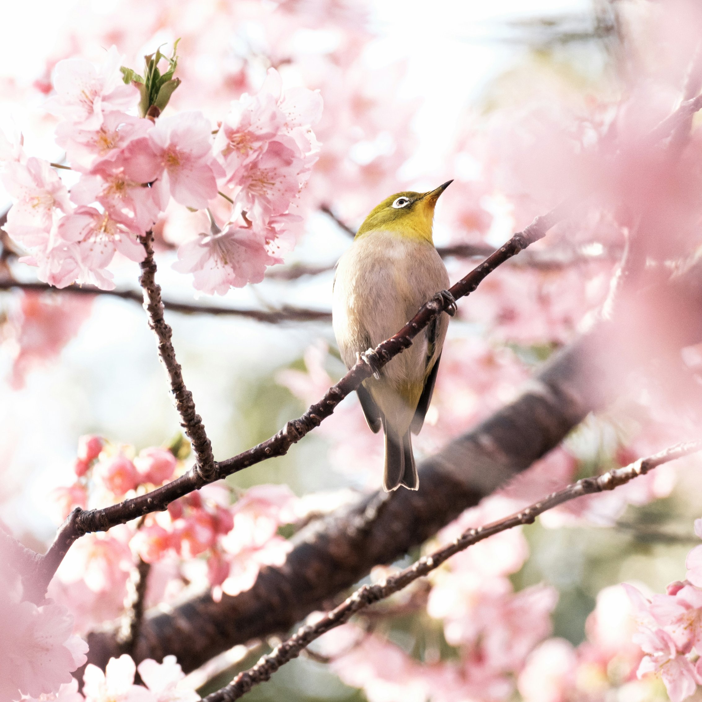 Canary perched among pink blossoms - Wallpapers for iPad mini 8.3″ in 2266x2266 resolution