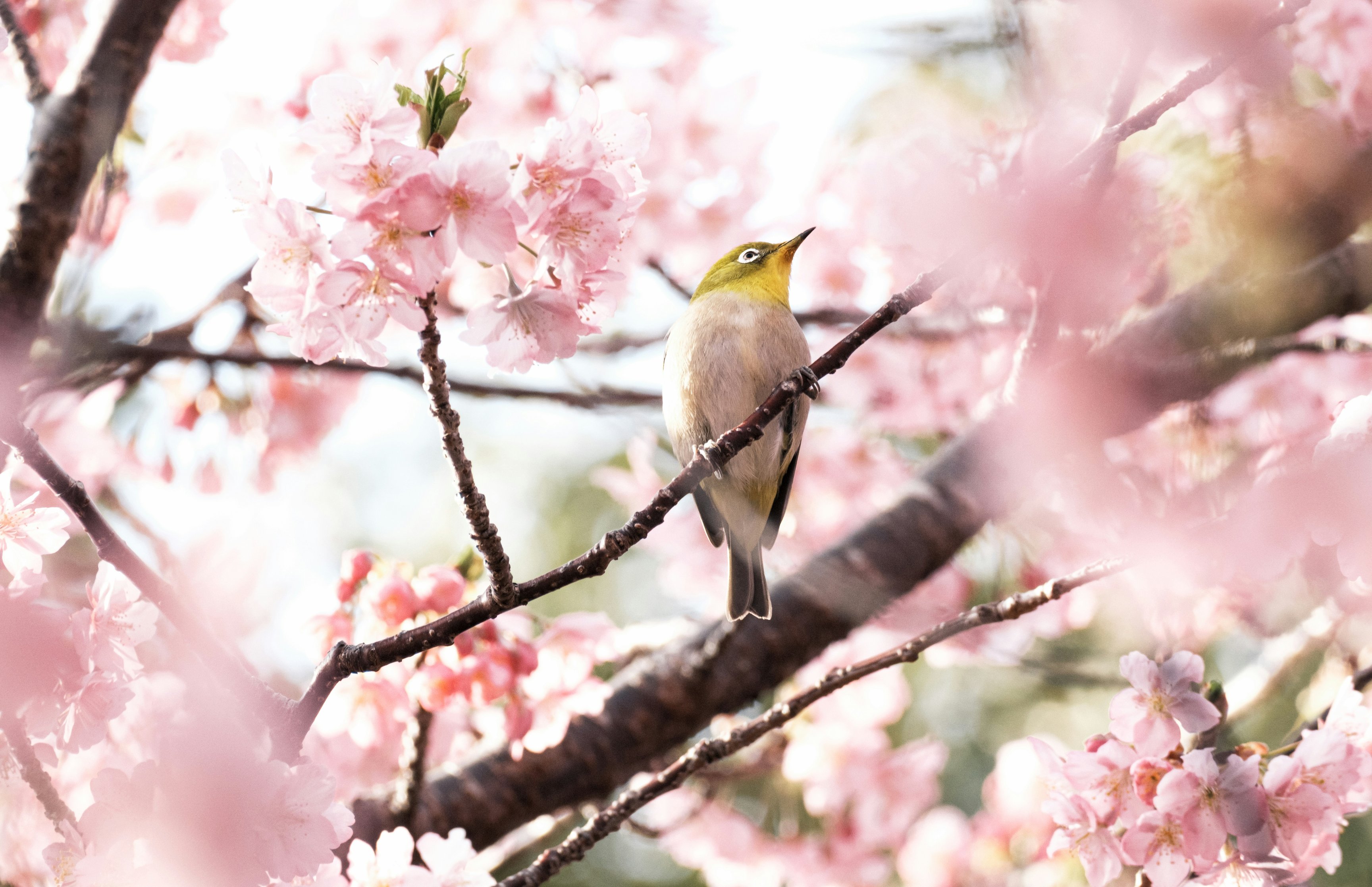 Canary perched among pink blossoms - Wallpapers for Apple MacBook 16.2″ in 3456x2234 resolution