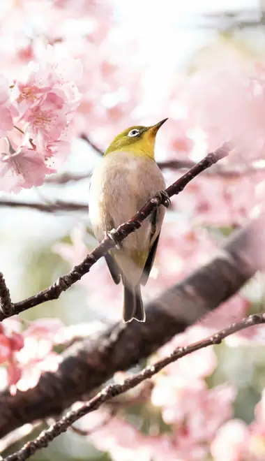 Animals wallpapers: canary, branch, cherry blossoms, sakura