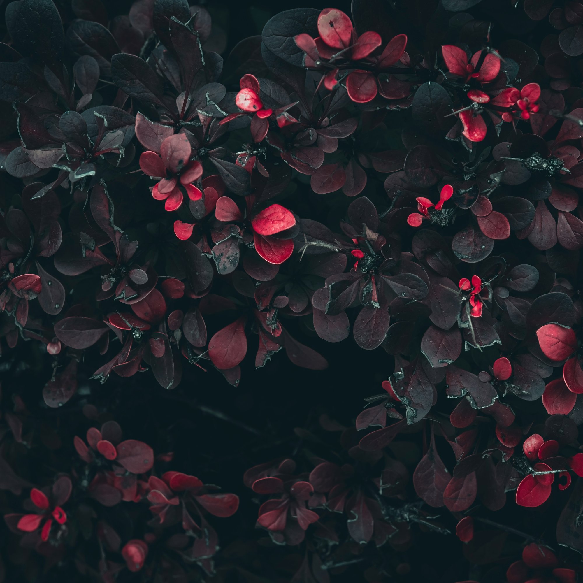 Bush with red leaves - Wallpapers for Samsung/Xiaomi in 2000x2000 resolution