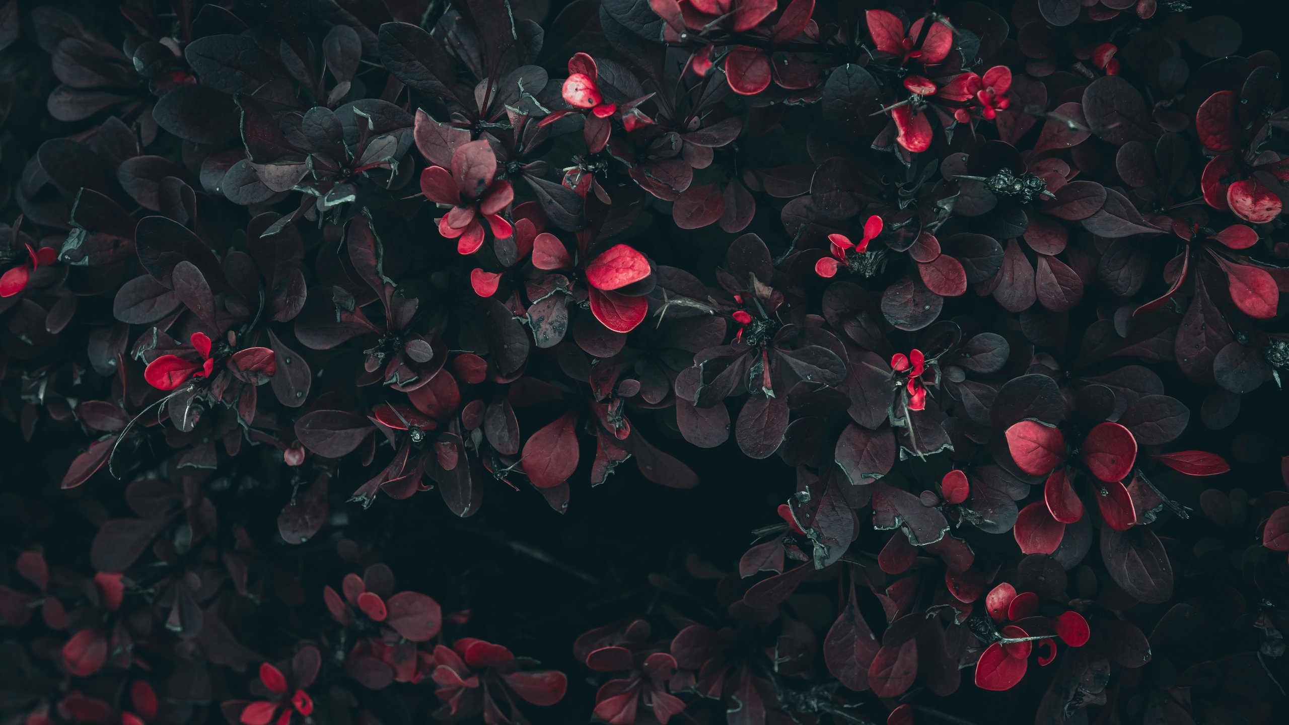 Bush with red leaves - 2K Quad HD wallpapers in 2560x1440 resolution