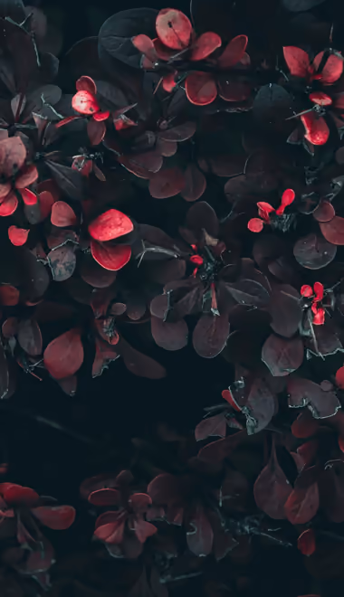 Nature wallpapers: leaves, branch, bush, garden