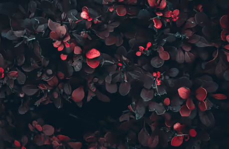Nature wallpapers: leaves, branch, bush, garden