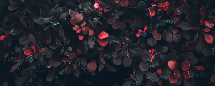 Nature wallpapers: leaves, branch, bush, garden