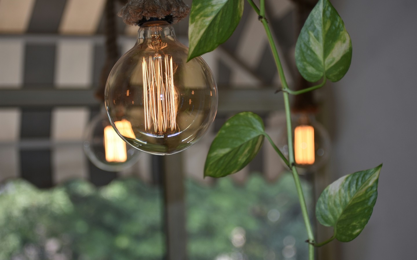 Aesthetic Light Bulbs with Green Plant Now in Focus