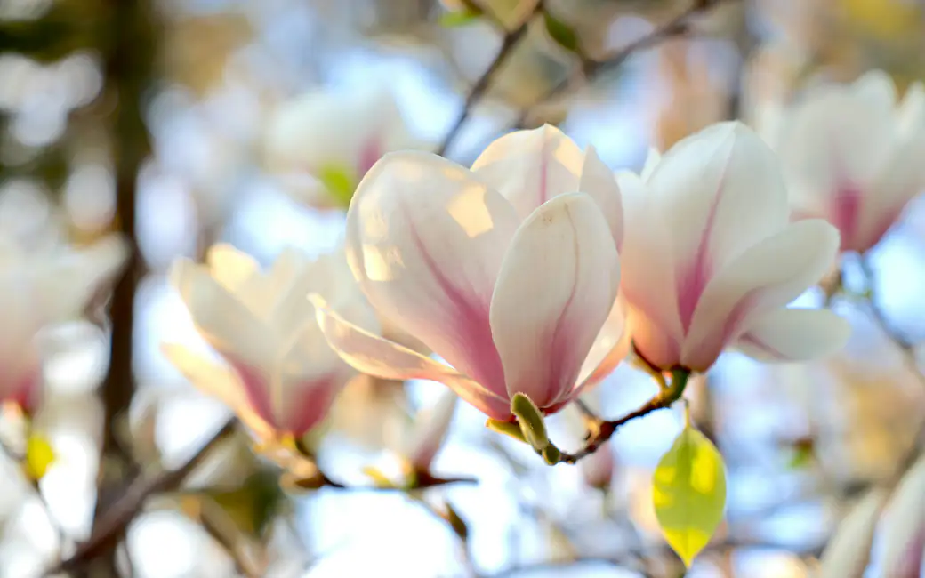 White magnolia flowers in spring light — desktop and phone wallpaper, free download