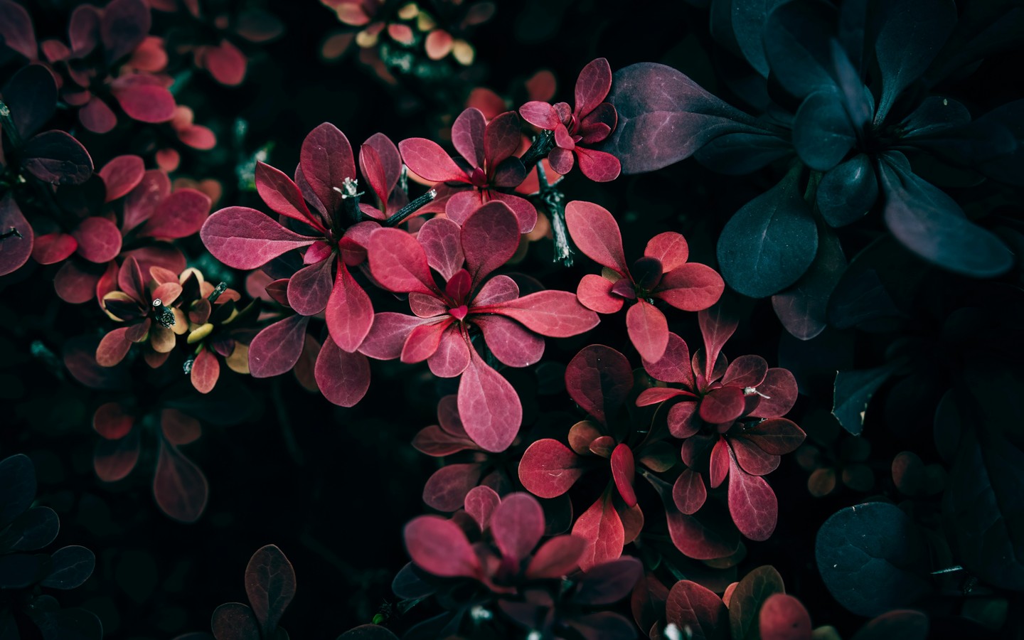 Beautiful Close-up of Dark Aquatic Plants