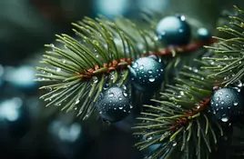 Dew - wallpapers collection