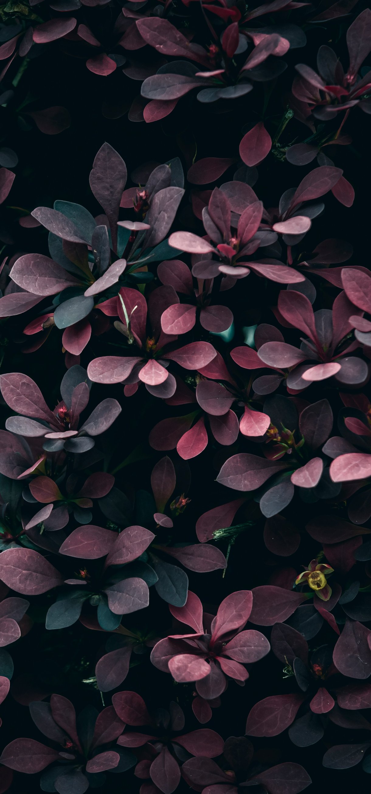 Темно-фиолетовые листья - Обои для Xiaomi 17/17 Pro в разрешении 1220x2608