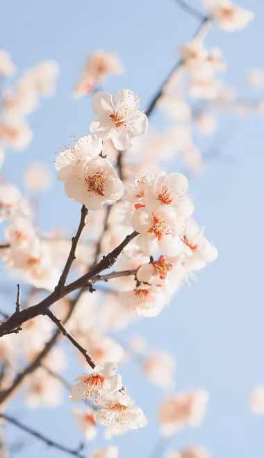 Nature wallpapers: cherry blossoms, sakura, spring, flowers