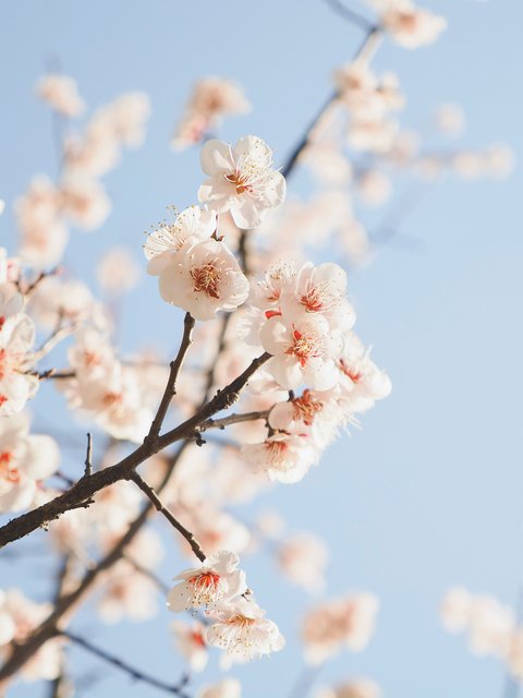 Cherry blossoms on tree branches - Wallpapers for HTC/BlackBerry in 480x640 resolution
