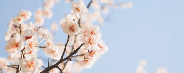 Nature wallpapers: cherry blossoms, sakura, spring, flowers