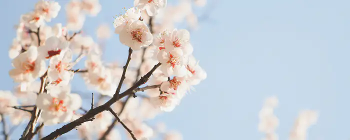 Nature wallpapers: cherry blossoms, sakura, spring, flowers