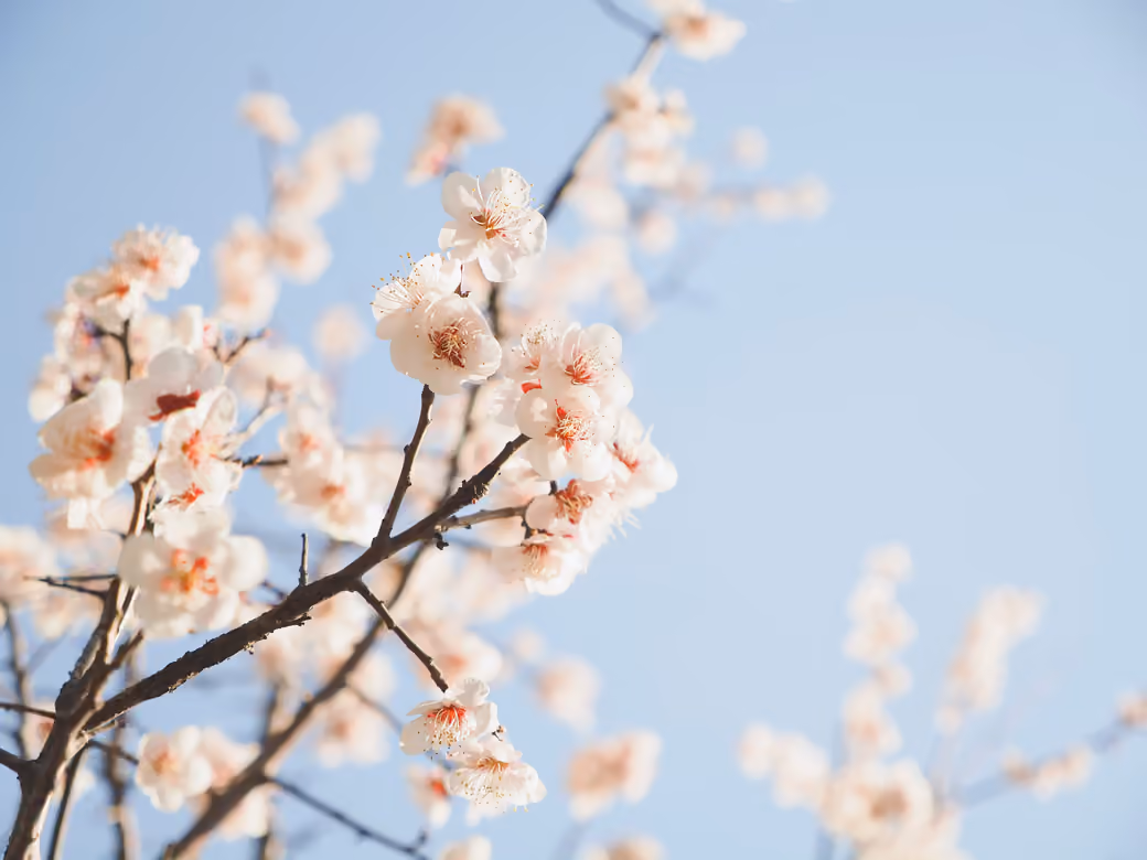 Cherry blossoms on tree branches - WUXGA wallpapers in 1920x1200 resolution