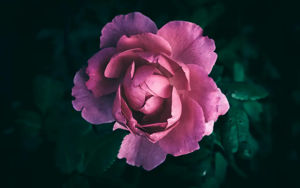 Pink Rose Flower Close Up — desktop and phone wallpaper, free download