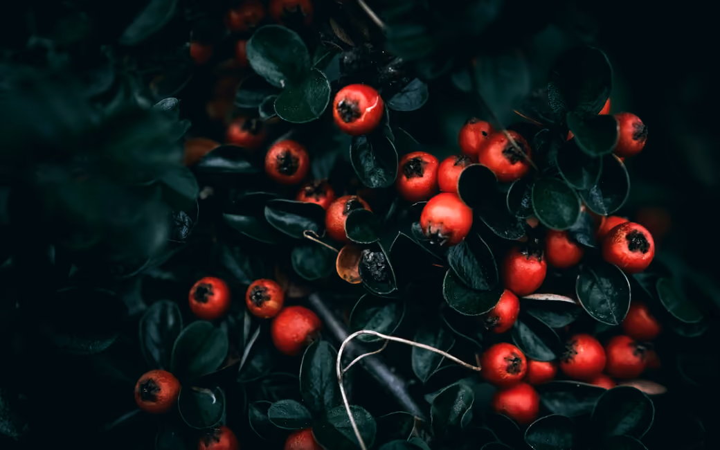 Red rowan berries on the branches — desktop and phone wallpaper, free download