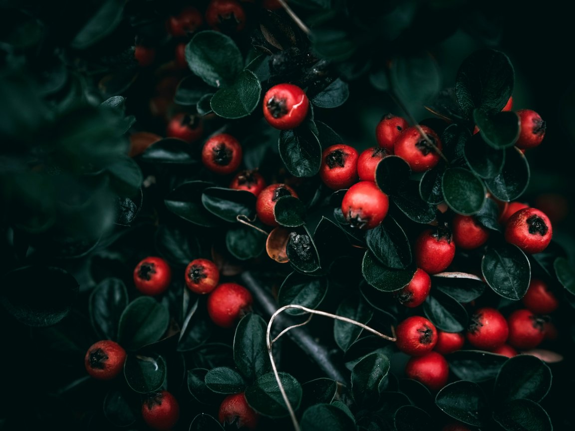 Red rowan berries on the branches - XGA+ wallpapers in 1152x864 resolution