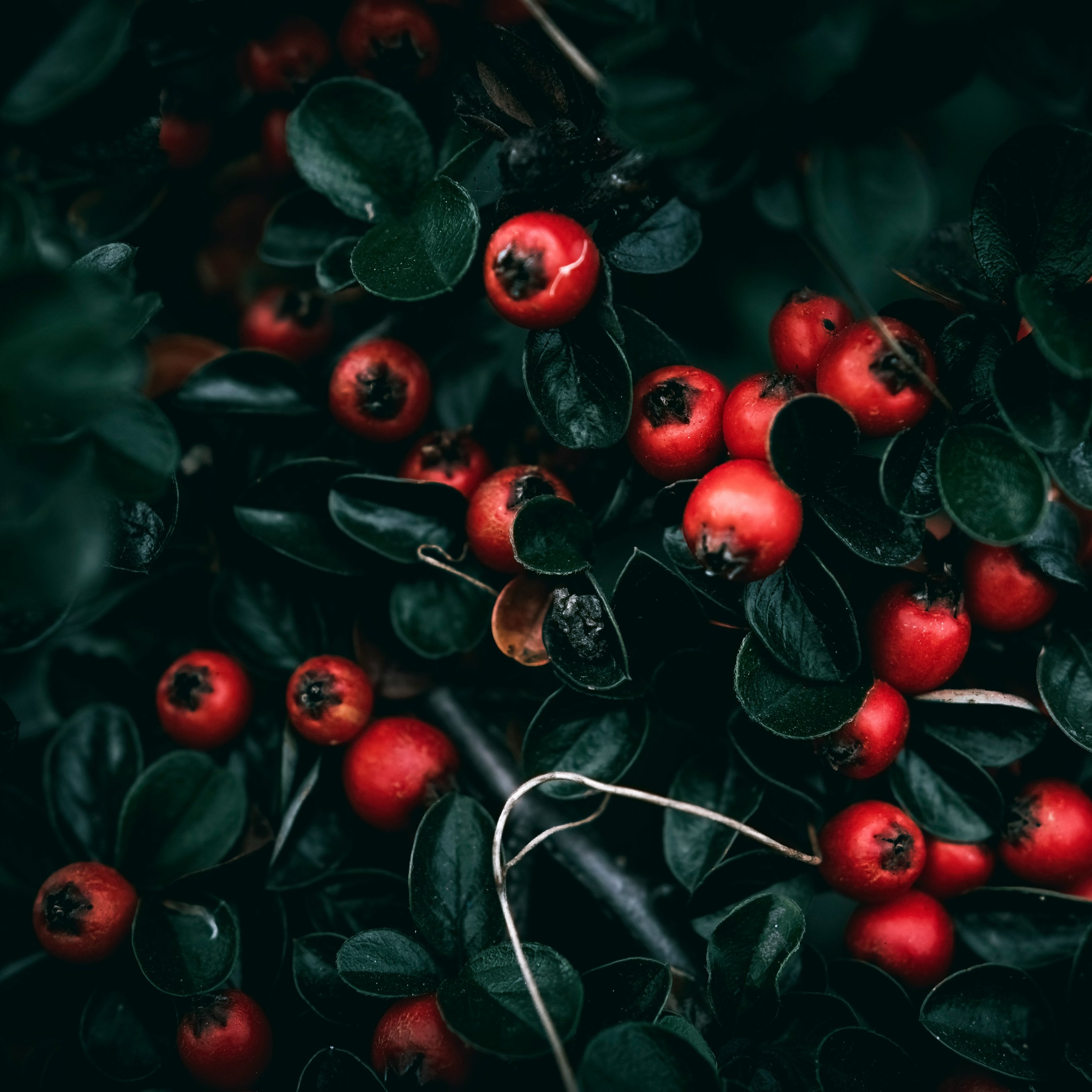 Red rowan berries on the branches - Wallpapers for iPad Pro 12.9″ in 2732x2732 resolution