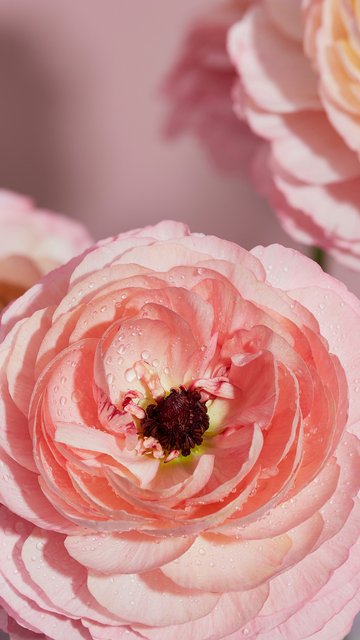 Pink buttercups - Wallpapers for Nokia, Samsung in 360x640 resolution