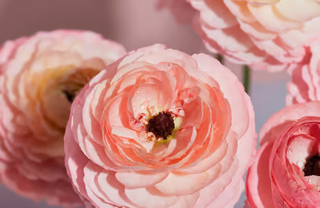WUXGA Ranunculus wallpapers (1920x1200): ranunculus, petals, dew, garden