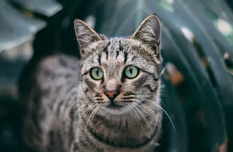 Animals wallpapers: cat, pet, whiskers, fur