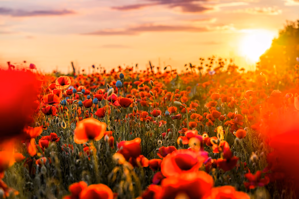 Sunset over the poppy field — desktop and phone wallpaper, free download
