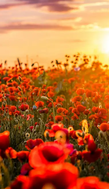 Nature wallpapers: poppies, field, flowers, summer