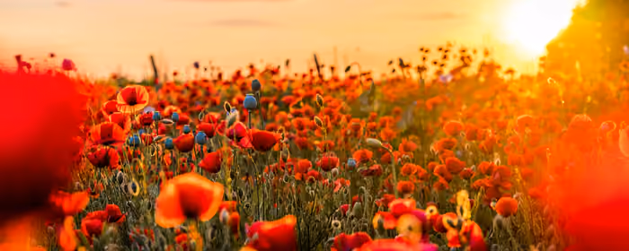 UltraWide 32:9 Poppies wallpapers (5120x1440): poppies, field, flowers, summer