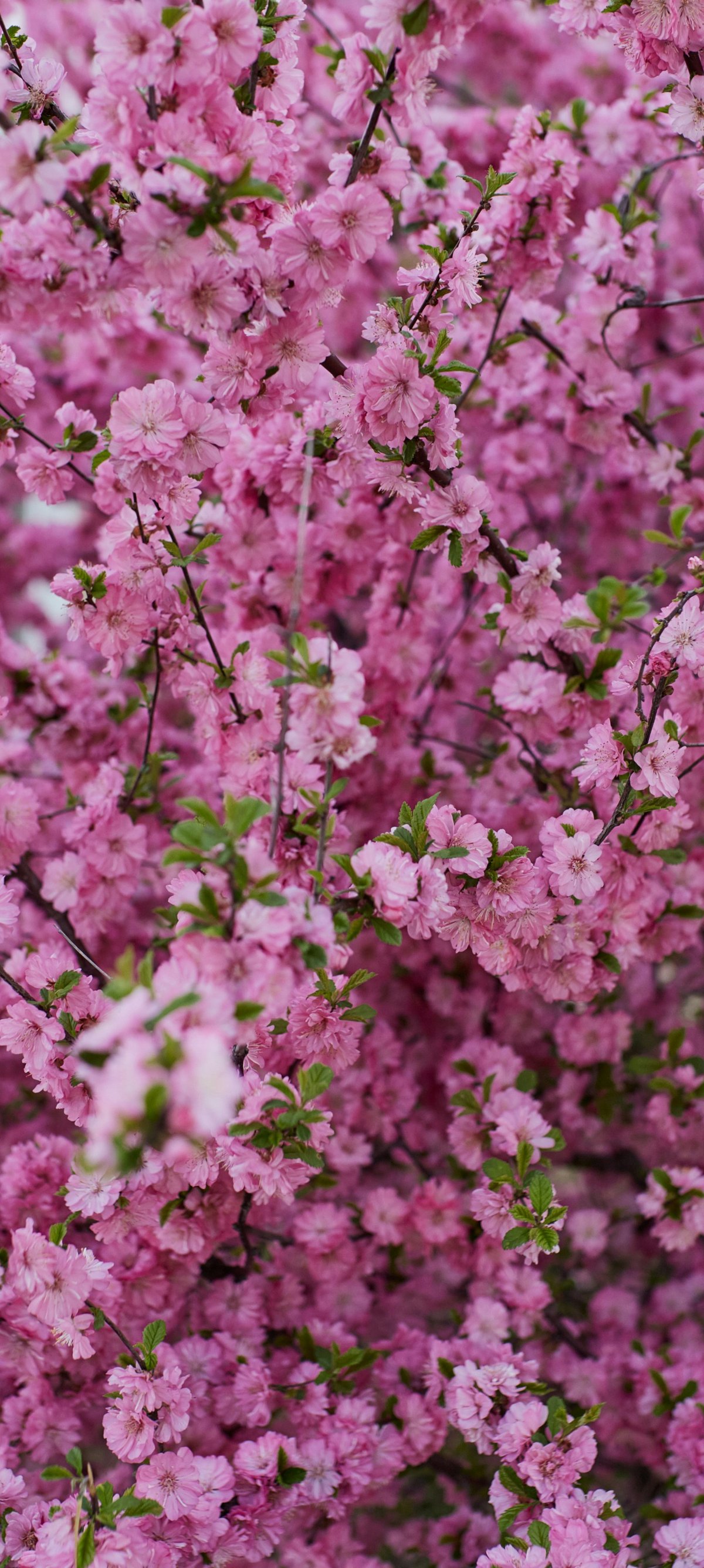 Pink cherry blossoms - Wallpapers for Xiaomi 15 in 1200x2670 resolution